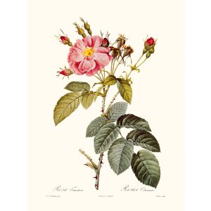 Rosa Tomentosa by Pierre Joseph Redouté. Les Roses. Heritage Prints. Facsimile Giclee Print taken from the original edition. Certificate of authenticity included.