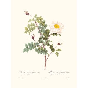 Rosa Pimpinellifolia Flora Albo by Pierre Joseph Redouté. Les Roses. Heritage Prints. Facsimile Giclee Print taken from the original edition. Certificate of authenticity included.