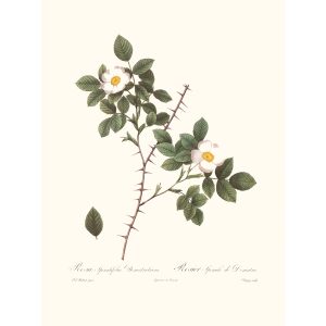 Rosa Spinulfolia Dematratianna by Pierre Joseph Redouté. Les Roses. Heritage Prints. Facsimile Giclee Print taken from the original edition. Certificate of authenticity included.