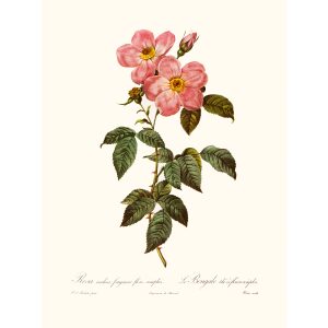 Rosa Pomponiona Remensis by Pierre Joseph Redouté. Les Roses. Heritage Prints. Facsimile Giclee Print taken from the original edition. Certificate of authenticity included.