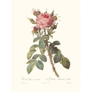 Rosa Bifera Macrocarpa by Pierre Joseph Redouté. Les Roses. Heritage Prints. Facsimile Giclee Print taken from the original edition. Certificate of authenticity included.