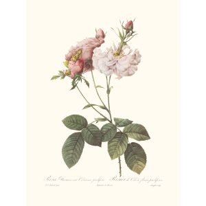 Rosa Damascena Celsiana by Pierre Joseph Redouté. Les Roses. Heritage Prints. Facsimile Giclee Print taken from the original edition. Certificate of authenticity included.