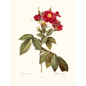 Rosa Lheritieranea by Pierre Joseph Redouté. Les Roses. Heritage Prints. Facsimile Giclee Print taken from the original edition. Certificate of authenticity included.