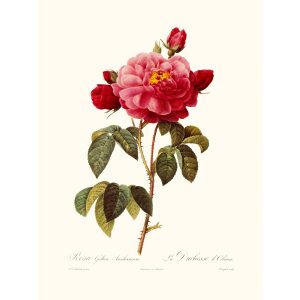 Rosa Gallica Aurelianensis by Pierre Joseph Redouté. Les Roses. Heritage Prints. Facsimile Giclee Print taken from the original edition. Certificate of authenticity included.