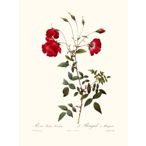 Rosa Indica Sertulata by Pierre Joseph Redouté. Les Roses. Heritage Prints. Facsimile Giclee Print taken from the original edition. Certificate of authenticity included.