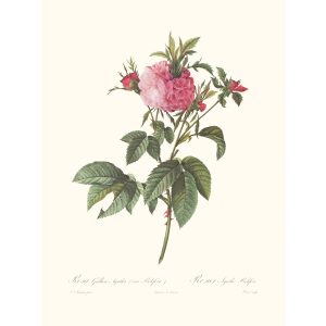 Rosa Gallica Agatha by Pierre Joseph Redouté. Les Roses. Heritage Prints. Facsimile Giclee Print taken from the original edition. Certificate of authenticity included.