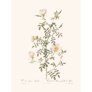 Rosa Sepium Myrtifolia by Pierre Joseph Redouté. Les Roses. Heritage Prints. Facsimile Giclee Print taken from the original edition. Certificate of authenticity included.