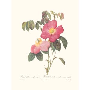 Rosa Gallica Rosea Flore Simplici by Pierre Joseph Redouté. Les Roses. Heritage Prints. Facsimile Giclee Print taken from the original edition. Certificate of authenticity included.