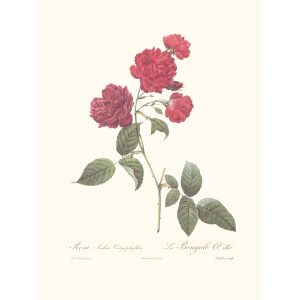 Rosa Indica Caryophillea by Pierre Joseph Redouté. Les Roses. Heritage Prints. Facsimile Giclee Print taken from the original edition. Certificate of authenticity included.