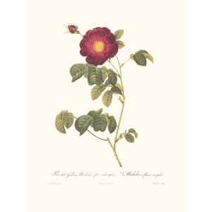 Rosa Gallica Maheka by Pierre Joseph Redouté. Les Roses. Heritage Prints. Facsimile Giclee Print taken from the original edition. Certificate of authenticity included.