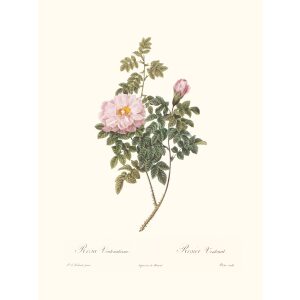 Rosa Ventenatiana by Pierre Joseph Redouté. Les Roses. Heritage Prints. Facsimile Giclee Print taken from the original edition. Certificate of authenticity included.