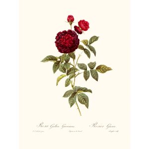 Rosa Gallica Gueriniana by Pierre Joseph Redouté. Les Roses. Heritage Prints. Facsimile Giclee Print taken from the original edition. Certificate of authenticity included.