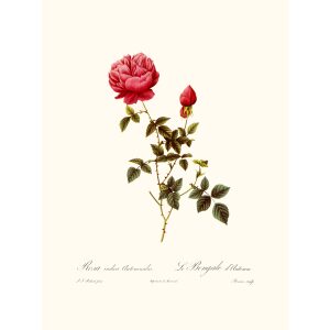 Rosa Indica Autumnalis by Pierre Joseph Redouté. Les Roses. Heritage Prints. Facsimile Giclee Print taken from the original edition. Certificate of authenticity included.