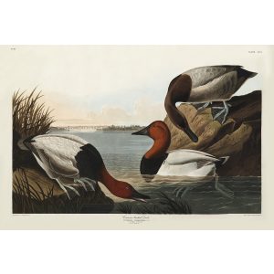 John James Audubon Birds of America Plate 301 Canvas Backed Duck Giclée Print