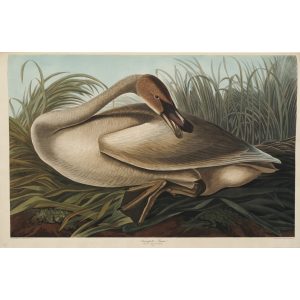 Audubon 376 Trumpeter Swan Young Birds of America Facsimile giclée print Heritage Prints