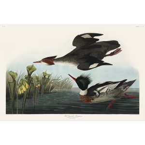 John James Audubon Birds of America Plate 401 Red-breasted Merganser Giclée Print