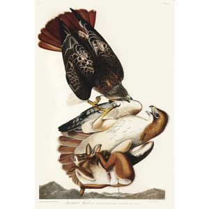 Audubon Birds of America. Red tailed hawk Plate 051. Museum quality giclee print. Heritage Prints