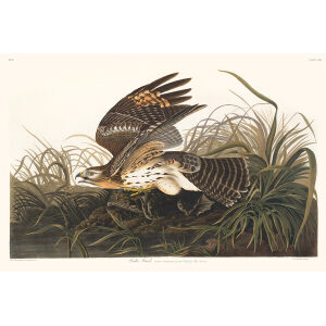 John James Audubon Birds of America Plate 071 Winter Hawk Giclée Print (Special Edition)