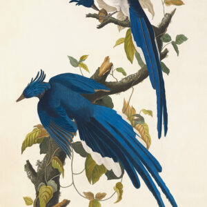 Columbia Jay, Plate 96. John James Audubon – Birds of America – High quality Giclee Print (Special Edition)