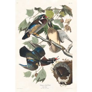 Audubon Birds of America. Summer of Wood Duck, Plate 206. Museum quality giclee print. Heritage Prints