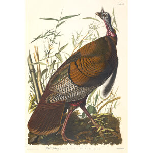 Audubon Birds of America Plate 001 Wild Turkey