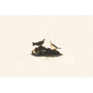 Audubon Birds of America Plate 010