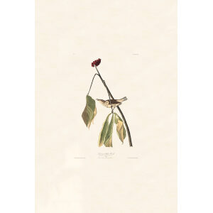 Audubon Birds of America Plate 019 Louisiana Waterthrush