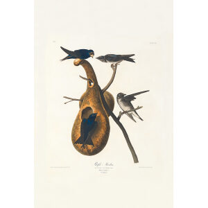 Audubon Birds of America Plate 022