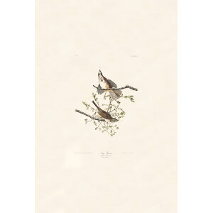 Audubon Birds of America Plate 025