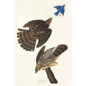 Audubon Birds of America Plate 036 Stanley Hawk