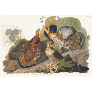 Audubon Birds of America Plate 041 Ruffed Grouse