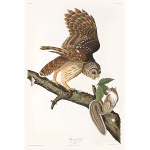 Audubon Birds of America Plate 046 Barred Owl