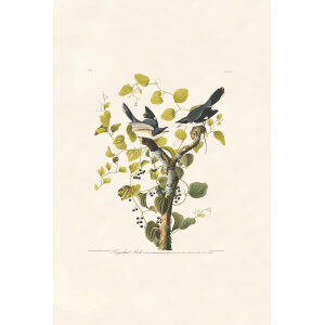 Loggerhead Shrike, Plate 57. John James Audubon – Birds of America – High quality Giclee Print