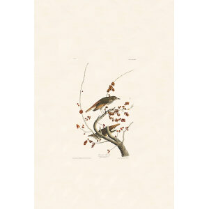 Hermit Thrush, Plate 58. John James Audubon – Birds of America – High quality Giclee Print