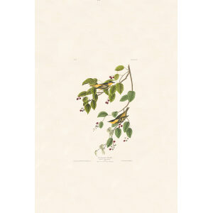 Carbonated Warbler, Plate 60. John James Audubon – Birds of America – High quality Giclee Print