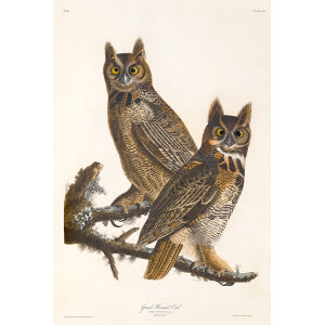 Great Horned Owl, Plate 61. John James Audubon – Birds of America – High quality Giclee Print