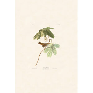 Swamp Sparrow, Plate 64. John James Audubon – Birds of America – High quality Giclee Print