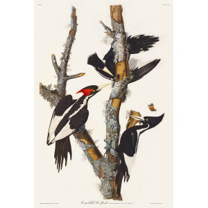 Ivory-billed Woodpecker, Plate 66. John James Audubon – Birds of America – High quality Giclee Print