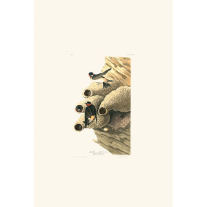 Republican, or Cliff Swallow, Plate 68. John James Audubon – Birds of America – High quality Giclee Print