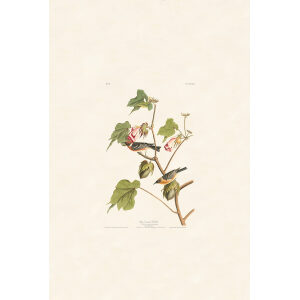 Bay-breaste Warbler, Plate 69. John James Audubon – Birds of America – High quality Giclee Print