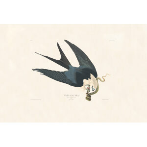 Swallow-tailed Hawk, Plate 72. John James Audubon – Birds of America – High quality Giclee Print