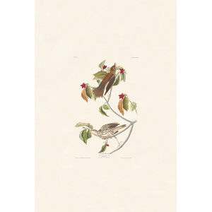 Wood Thrush, Plate 73. John James Audubon – Birds of America – High quality Giclee Print