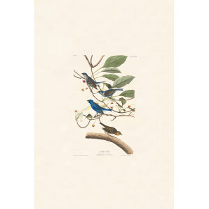 Indigo Bird,Plate 74. John James Audubon – Birds of America – High quality Giclee Print