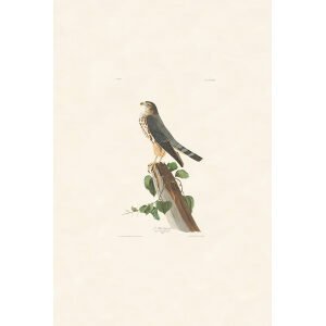 Le petit Caporal, Plate 75. John James Audubon – Birds of America – High quality Giclee Print