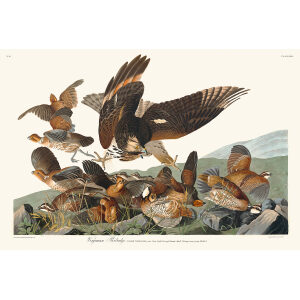 Virginian Partridge, Plate 76. John James Audubon – Birds of America – High quality Giclee Print