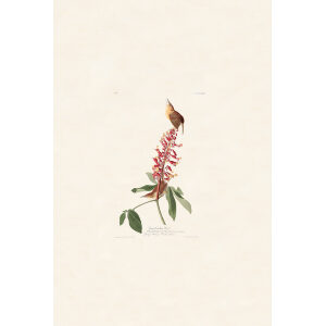 Great Carolina Wren, Plate 78. John James Audubon – Birds of America – High quality Giclee Print