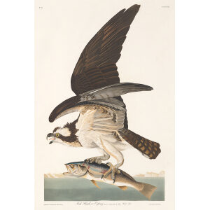 Fish Hawk, or Osprey, Plate 81. John James Audubon – Birds of America – High quality Giclee Print