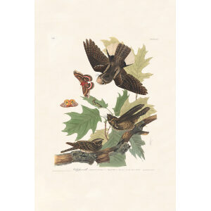 Whip-poor-will, Plate 82. John James Audubon – Birds of America – High quality Giclee Print