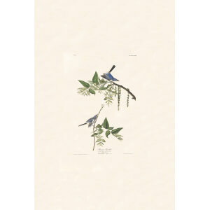 Blue-Grey Fly catcher, Plate 84. John James Audubon – Birds of America – High quality Giclee Print