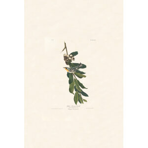 Yellow Throated Warbler, Plate 85. John James Audubon – Birds of America – High quality Giclee Print